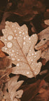 Dew-Dappled Autumn Leaves Plakat - Posterbox.dk