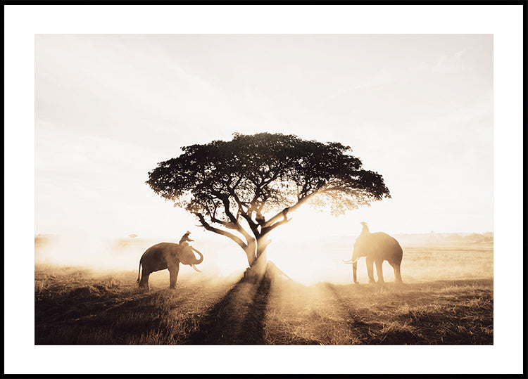 Elephants and Tree at Sunrise Plakat - Posterbox.dk