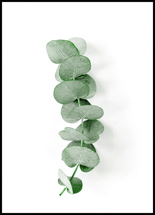 Eucalyptus Leaf Plakat - Posterbox.dk