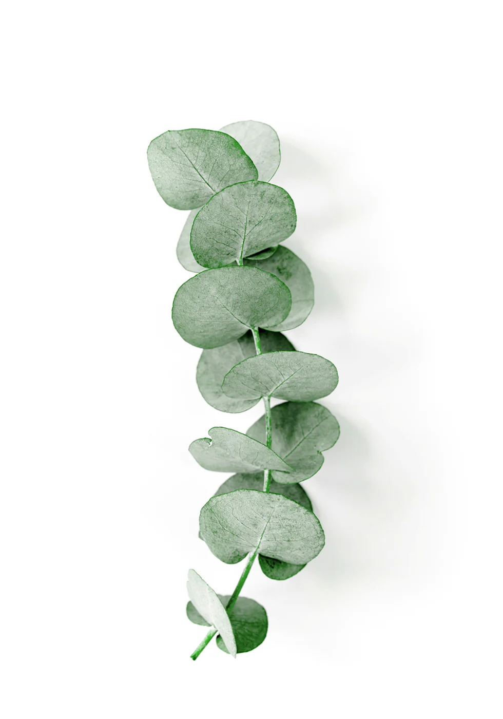 Eucalyptus Leaf Plakat - Posterbox.dk