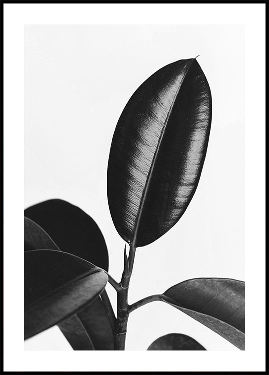 Ficus Leaves in Black & White Plakat - Posterbox.dk