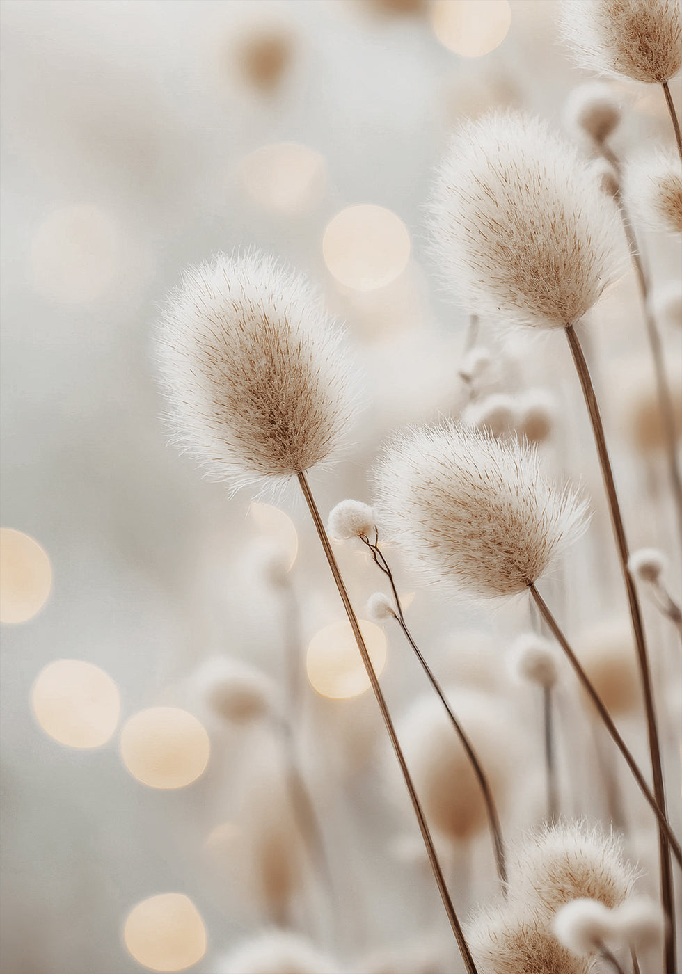Fluffy Plant Stems Plakat - Posterbox.dk