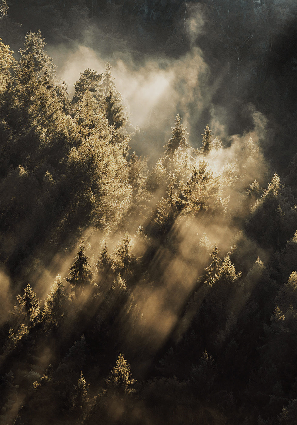 Forest at Sunrise Plakat - Posterbox.dk
