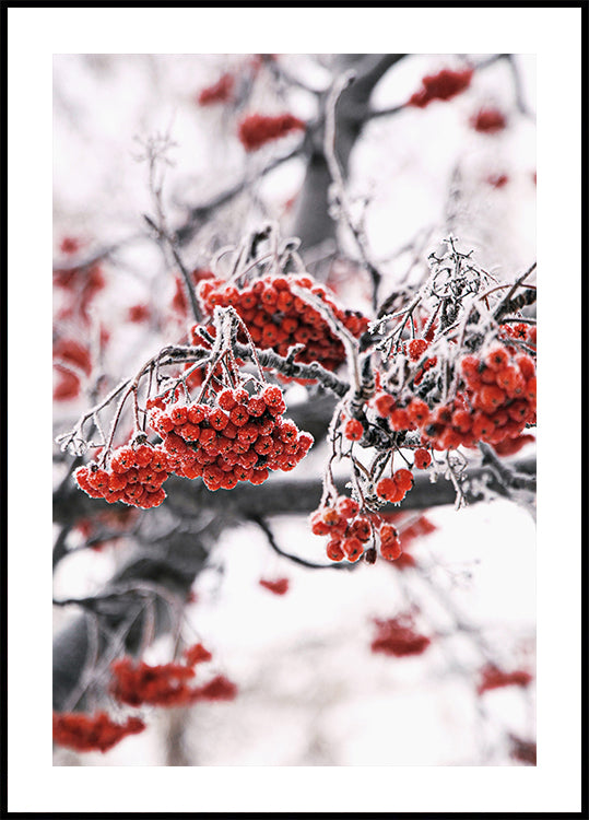 Frosted Red Berries on Winter Branches Plakat - Posterbox.dk