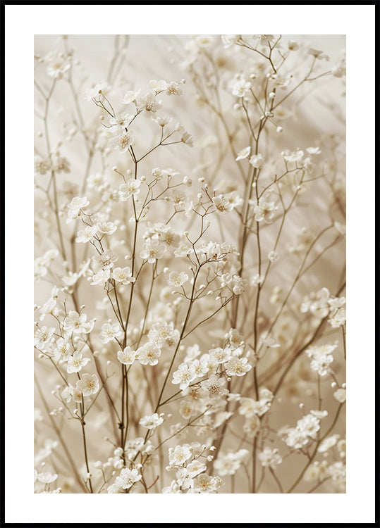 Gentle Bloom: Dried White Baby’s Breath Plakat - Posterbox.dk