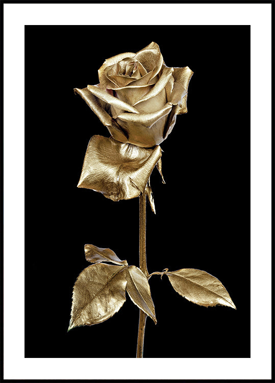 Golden Rose Plakat - Posterbox.dk