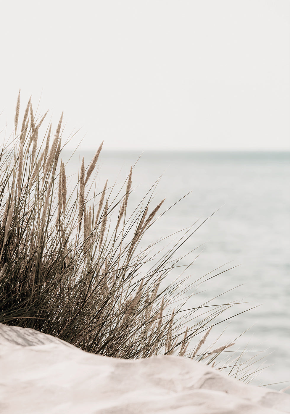Grass by the Sea Plakat - Posterbox.dk