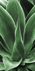 Green Agave Leaves Plakat - Posterbox.dk