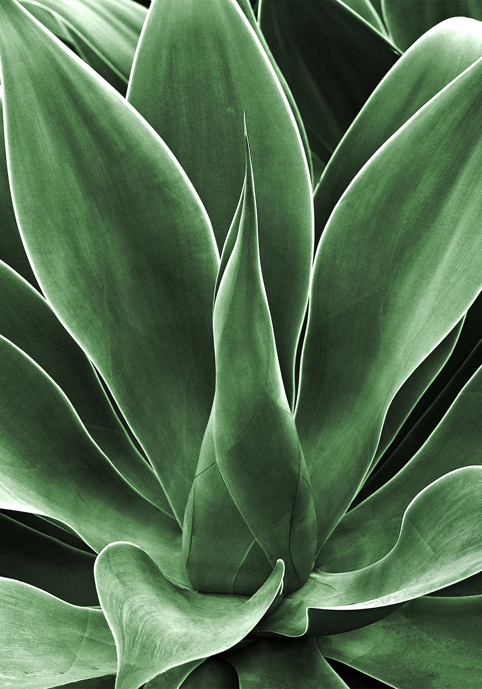 Green Agave Leaves Plakat - Posterbox.dk