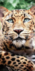 Leopard Close-Up Plakat - Posterbox.dk