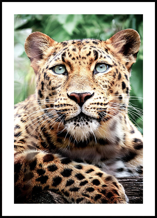 Leopard Close-Up Plakat - Posterbox.dk