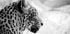 Leopard in Profile, Black & White Plakat - Posterbox
