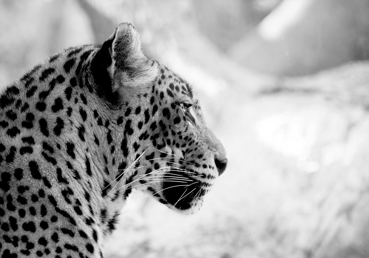Leopard in Profile, Black & White Plakat - Posterbox