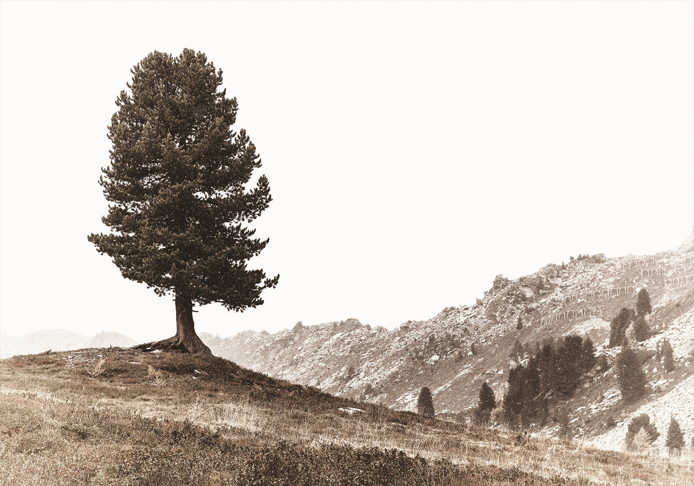 Lone Swiss Pine in the Alps Plakat - Posterbox.dk
