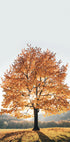 Majestic Autumn Tree Plakat - Posterbox.dk