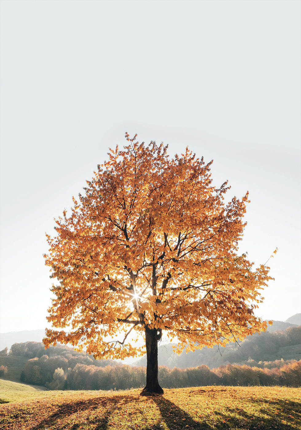 Majestic Autumn Tree Plakat - Posterbox.dk
