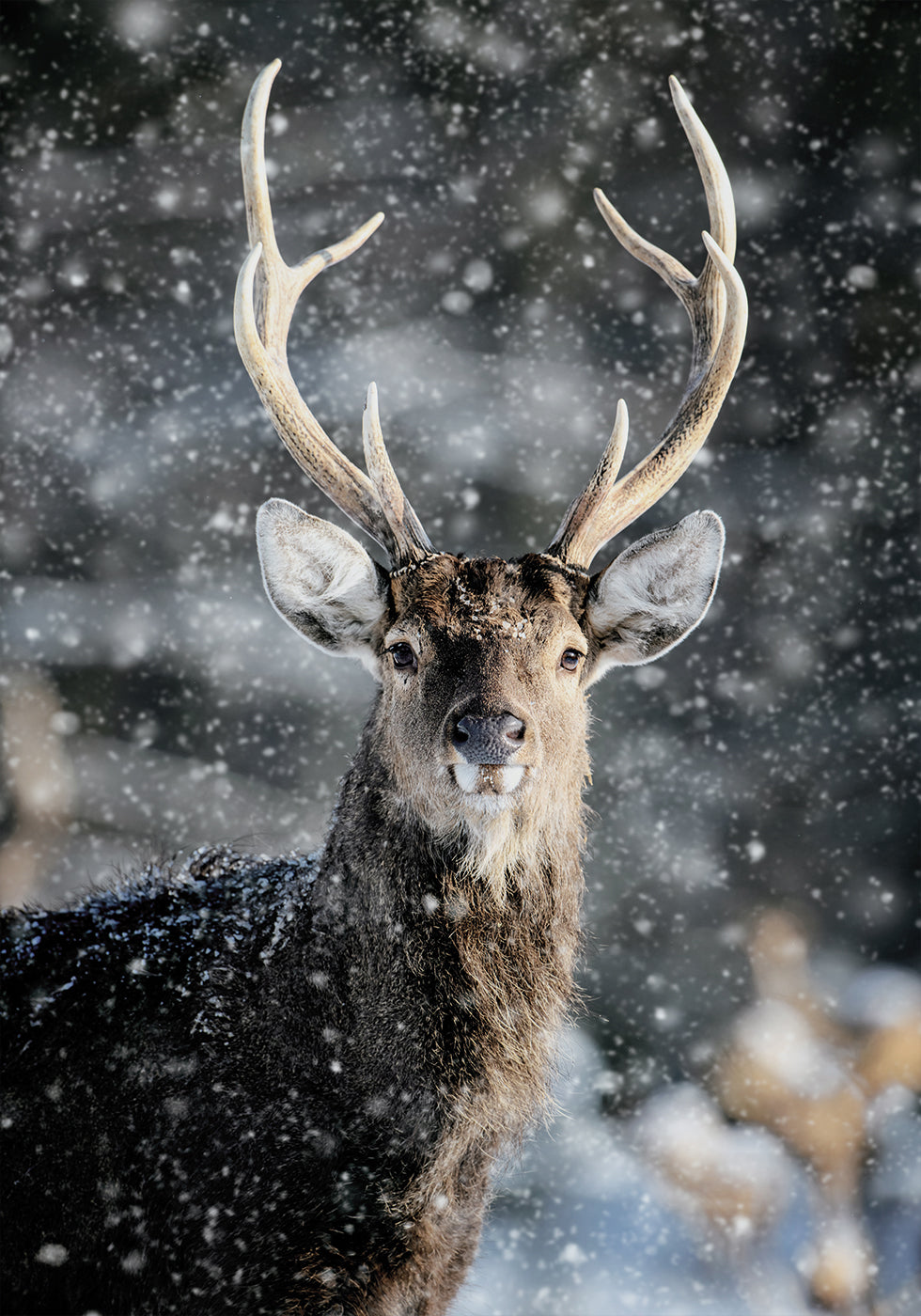 Majestic Deer in Snow №2 Plakat - Posterbox.dk