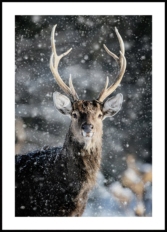 Majestic Deer in Snow №2 Plakat - Posterbox.dk