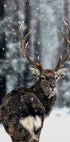 Majestic Deer in Snow Plakat - Posterbox.dk