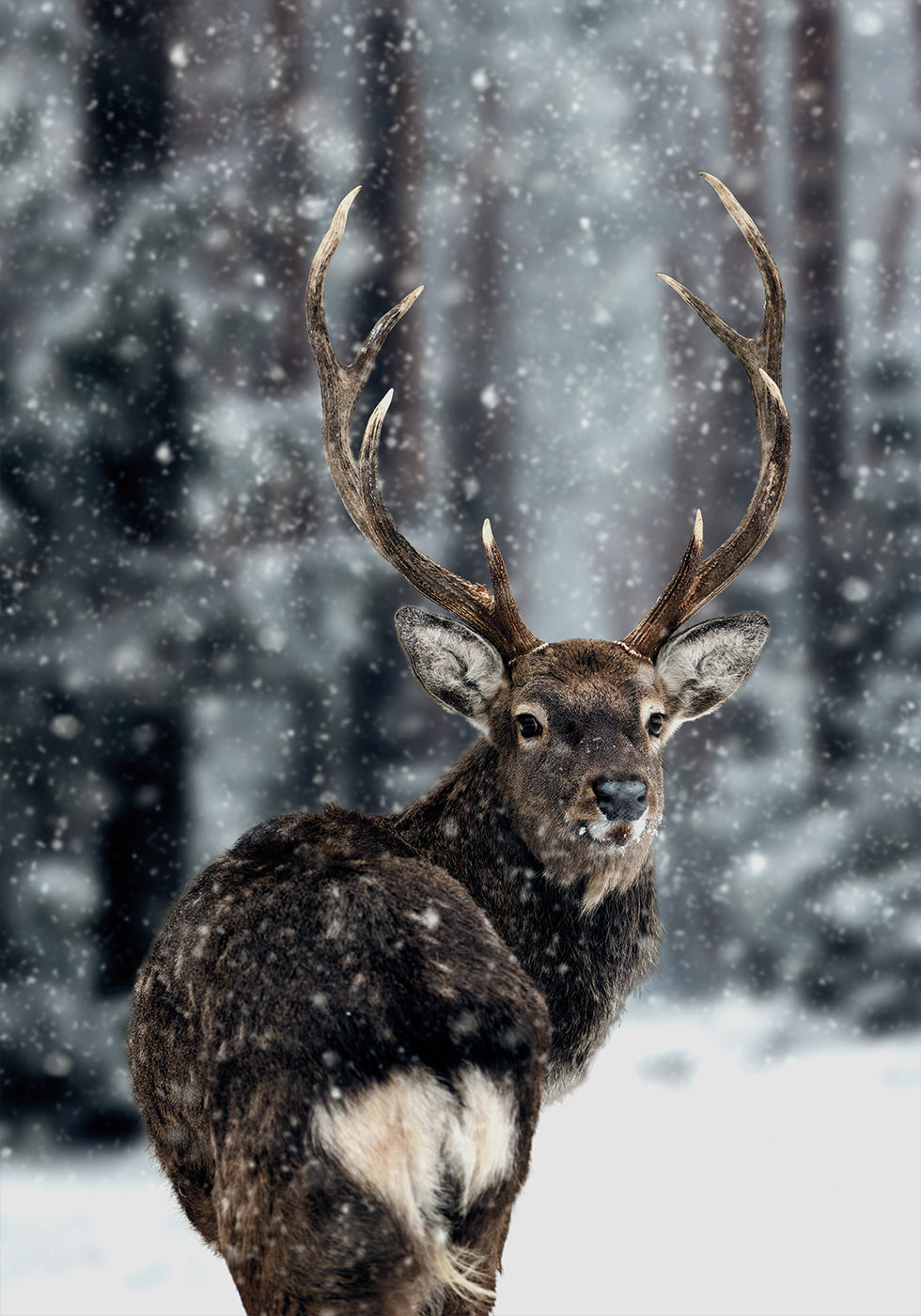 Majestic Deer in Snow Plakat - Posterbox.dk