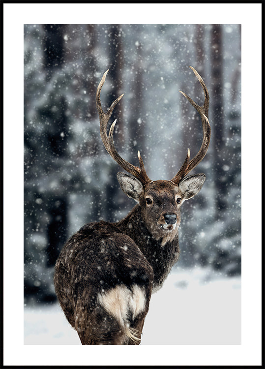 Majestic Deer in Snow Plakat - Posterbox.dk