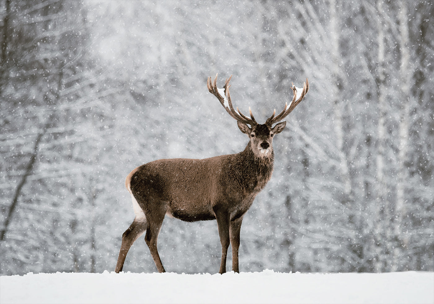 Majestic Deer in Snowy Forest Plakat - Posterbox.dk