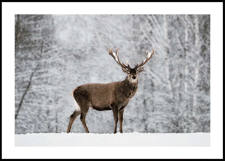 Majestic Deer in Snowy Forest Plakat - Posterbox.dk