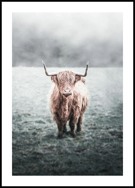 Majestic Highland Cow in Misty Field Plakat - Posterbox.dk