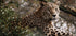 Majestic Leopard in the Wild Plakat - Posterbox.dk