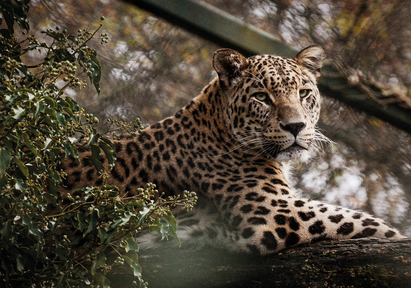 Majestic Leopard in the Wild Plakat - Posterbox.dk