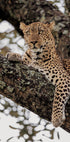 Majestic Leopard on a Tree Branch Plakat - Posterbox.dk