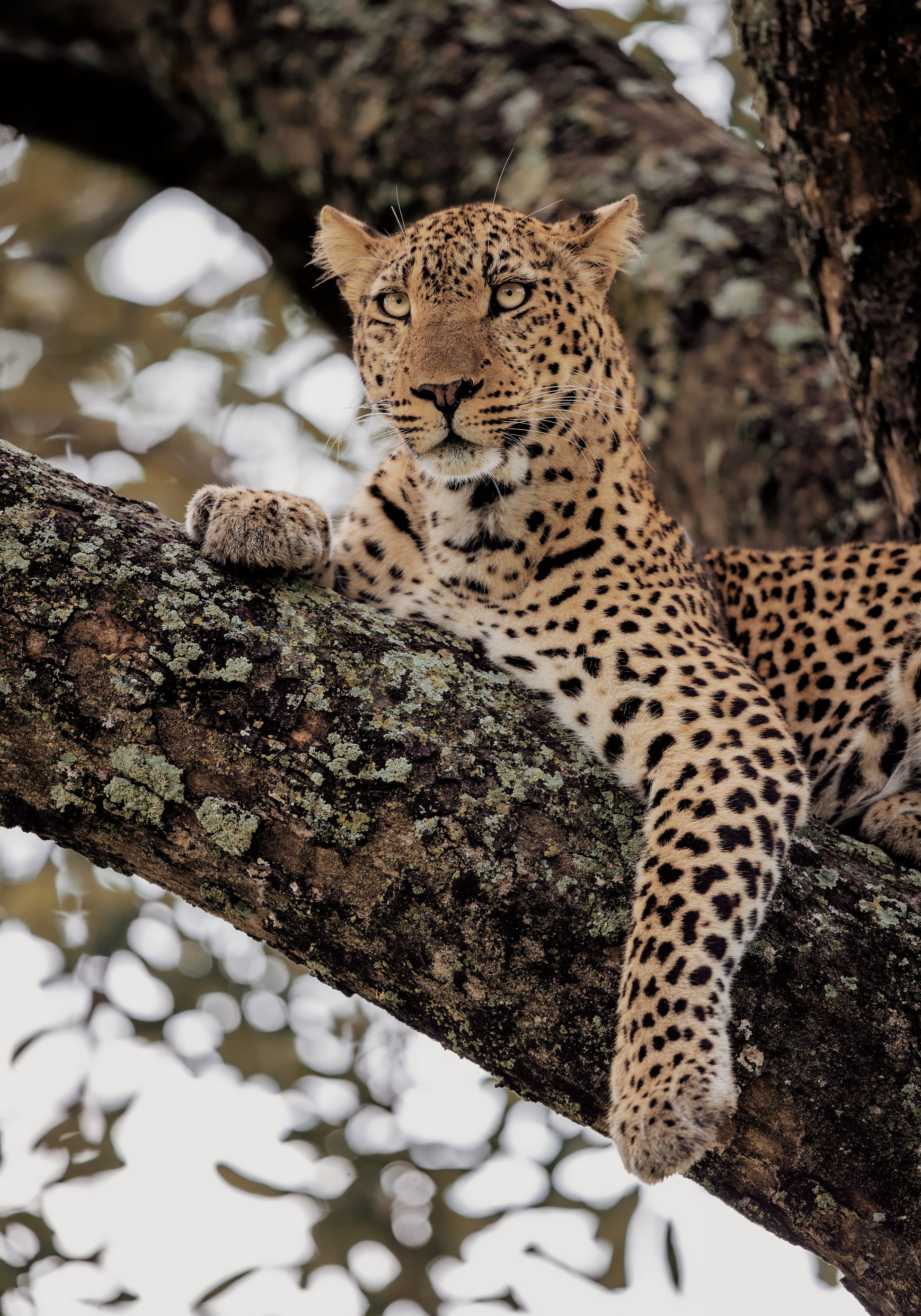 Majestic Leopard on a Tree Branch Plakat - Posterbox.dk