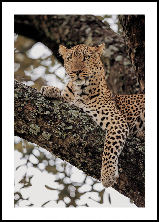 Majestic Leopard on a Tree Branch Plakat - Posterbox.dk