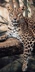 Majestic Leopard Resting on a Tree Plakat - Posterbox.dk