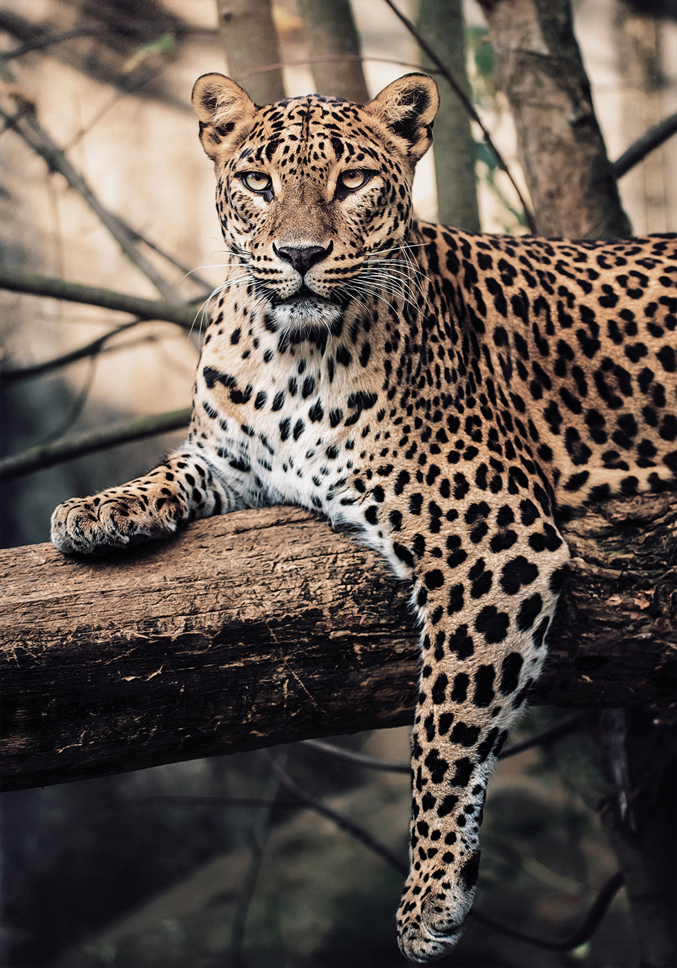 Majestic Leopard Resting on a Tree Plakat - Posterbox.dk