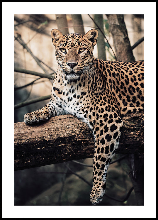 Majestic Leopard Resting on a Tree Plakat - Posterbox.dk
