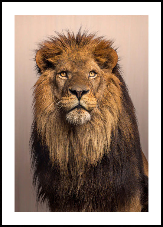 Majestic Lion Plakat - Posterbox.dk