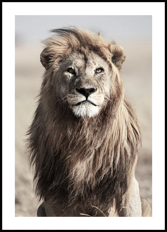 Majestic Lion Plakat - Posterbox.dk