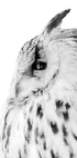 Majestic Owl Gaze Plakat - Posterbox.dk