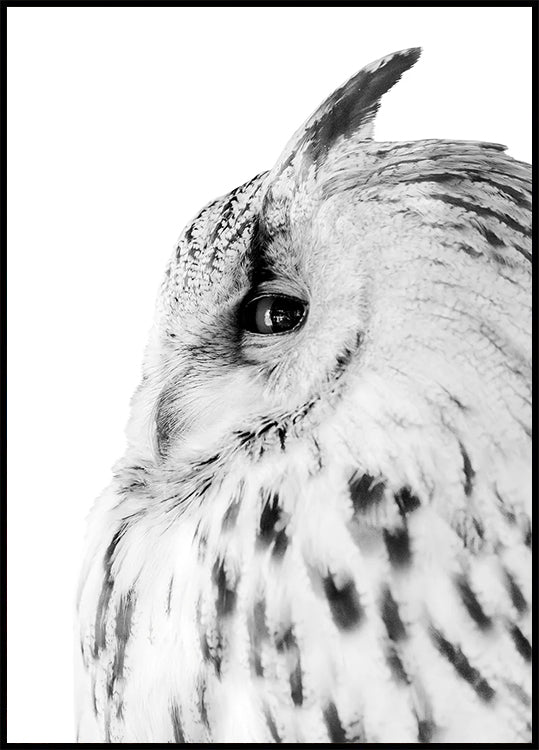 Majestic Owl Gaze Plakat - Posterbox.dk