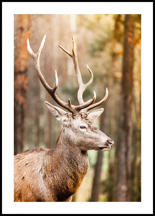 Majestic Red Deer Stag Plakat - Posterbox.dk