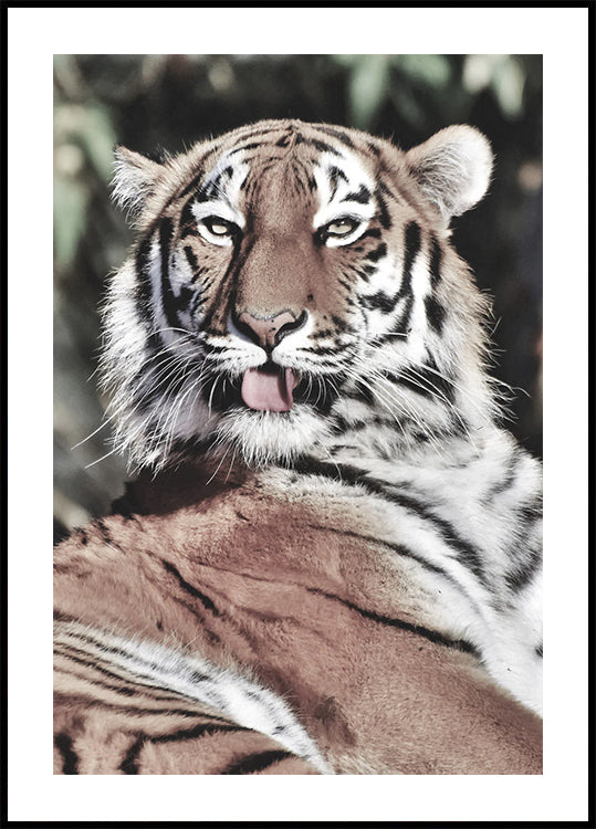 Majestic Tiger Plakat - Posterbox.dk