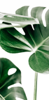 Monstera Leaves Plakat - Posterbox.dk