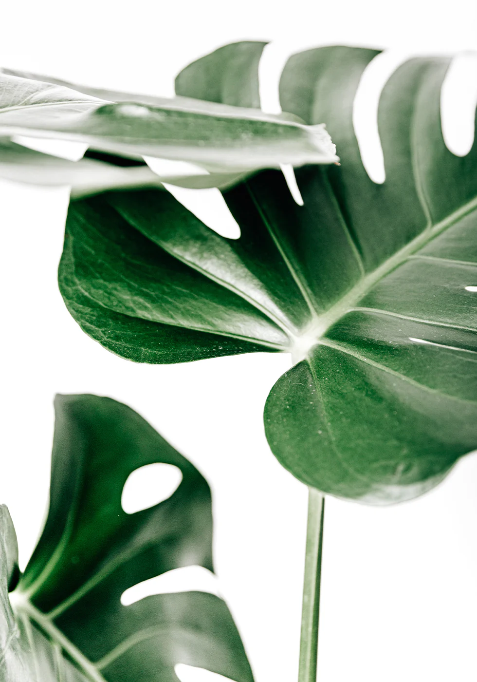 Monstera Leaves Plakat - Posterbox.dk