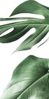 Monstera Leaves Plakat - Posterbox.dk
