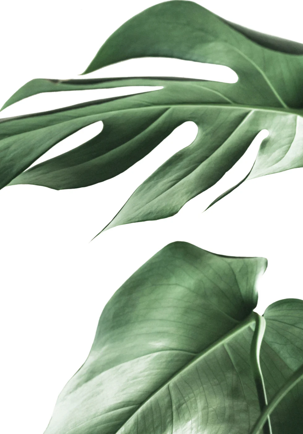 Monstera Leaves Plakat - Posterbox.dk