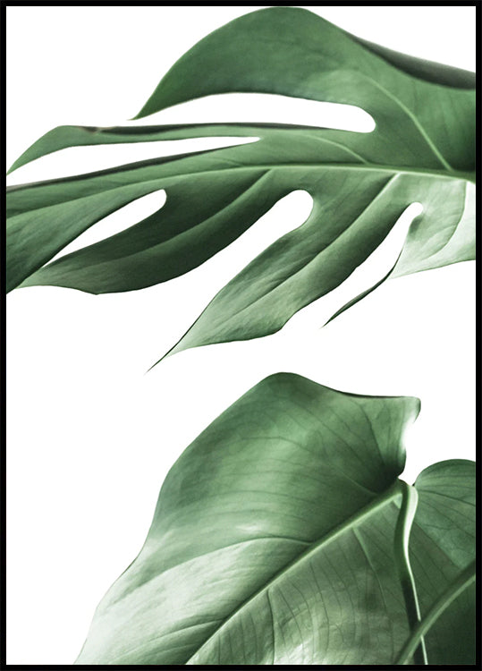 Monstera Leaves Plakat - Posterbox.dk