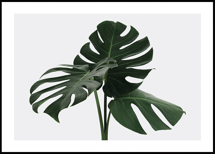 Monstera Plant №1 Plakat - Posterbox.dk