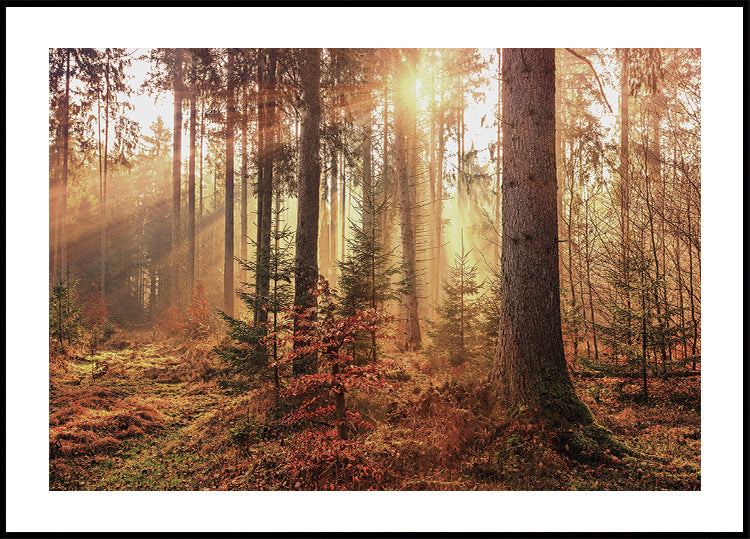 Mysterious Light of the Autumn Forest Plakat - Posterbox.dk