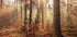 Mysterious Light of the Autumn Forest Plakat - Posterbox.dk